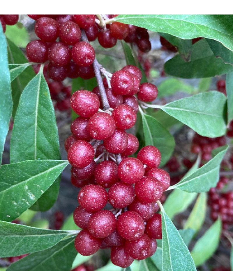 Hlošina okolíkatá (Elaeagnus umbellata) POINTILLA SWEET'N'SOUR® - Tutifruti, s.r.o.