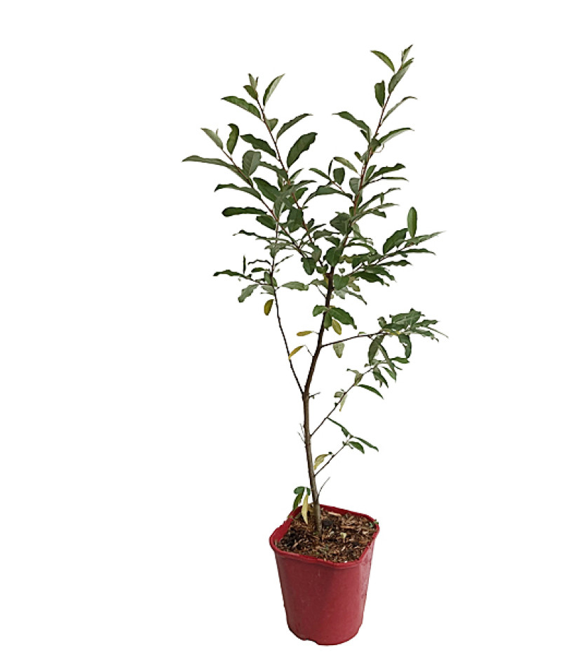 Hlošina okolíkatá (Elaeagnus umbellata) POINTILLA SWEET'N'SOUR® - Tutifruti, s.r.o.