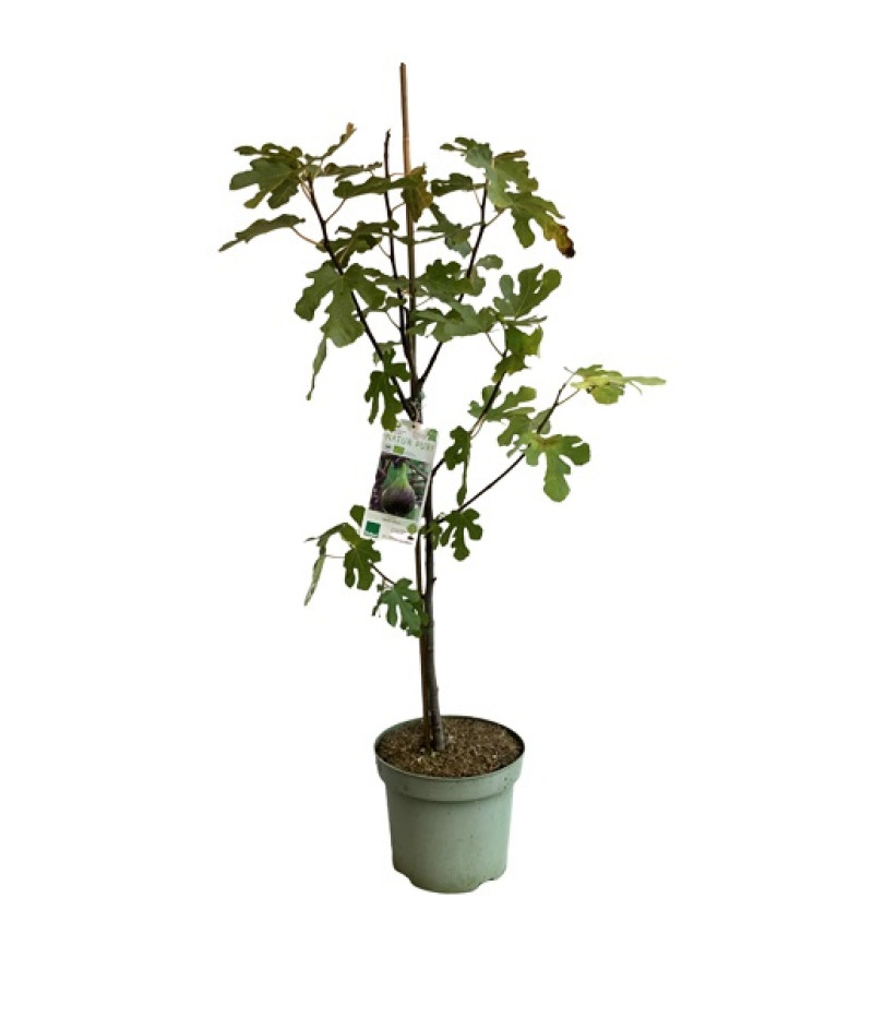 Bio Feigenbaum (Ficus carica) BROWN TURKEY - Tutifruti SK