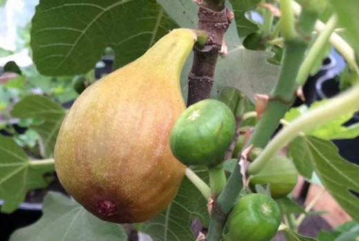 Leitfaden zu Feigensorten (Teil 2): Bornholm, Brunswick und weitere