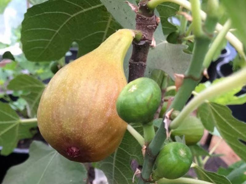 Feigenbaum (Ficus carica) BORNHOLM