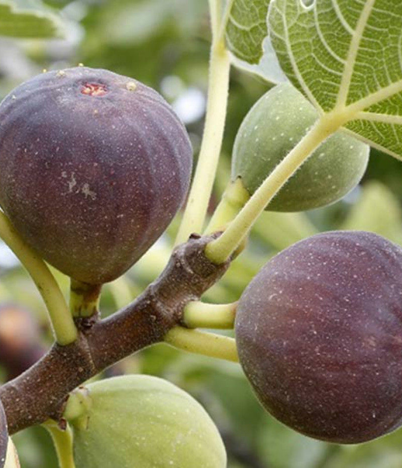 Bio Feigenbaum (Ficus carica) BROWN TURKEY - Tutifruti SK