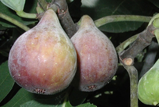 Leitfaden zu den Feigensorten (Teil 1): Von Celeste bis Negronne