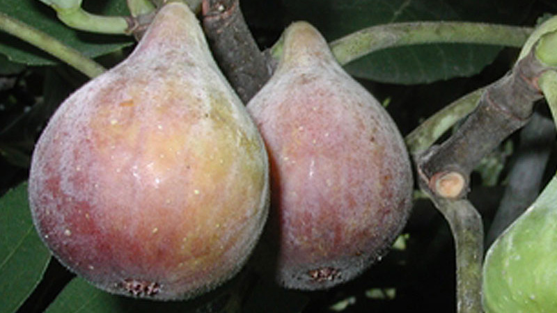 Leitfaden zu den Feigensorten (Teil 1): Von Celeste bis Negronne