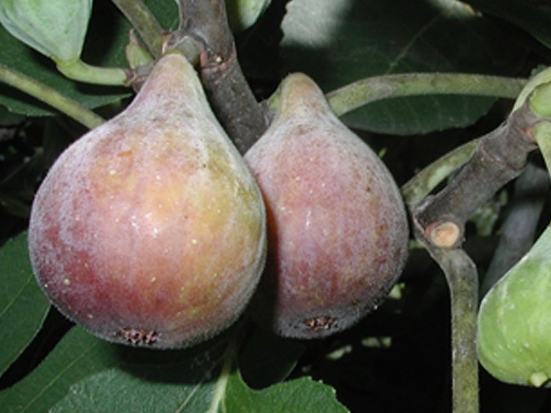 Figovník (Ficus carica) CELESTE - SK Matej Hornák