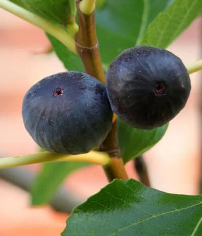 Fig Tree (Ficus carica) MORENA - Tutifruti SK