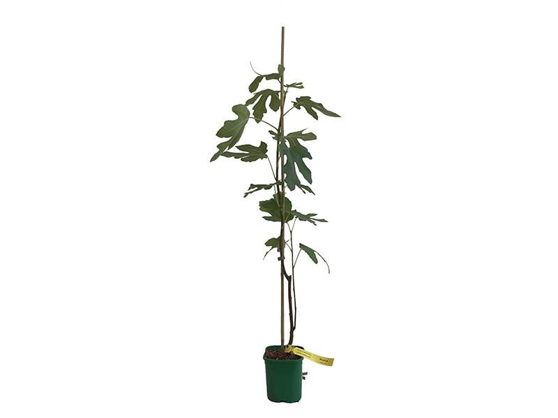 Feigenbaum (Ficus carica) BORNHOLM