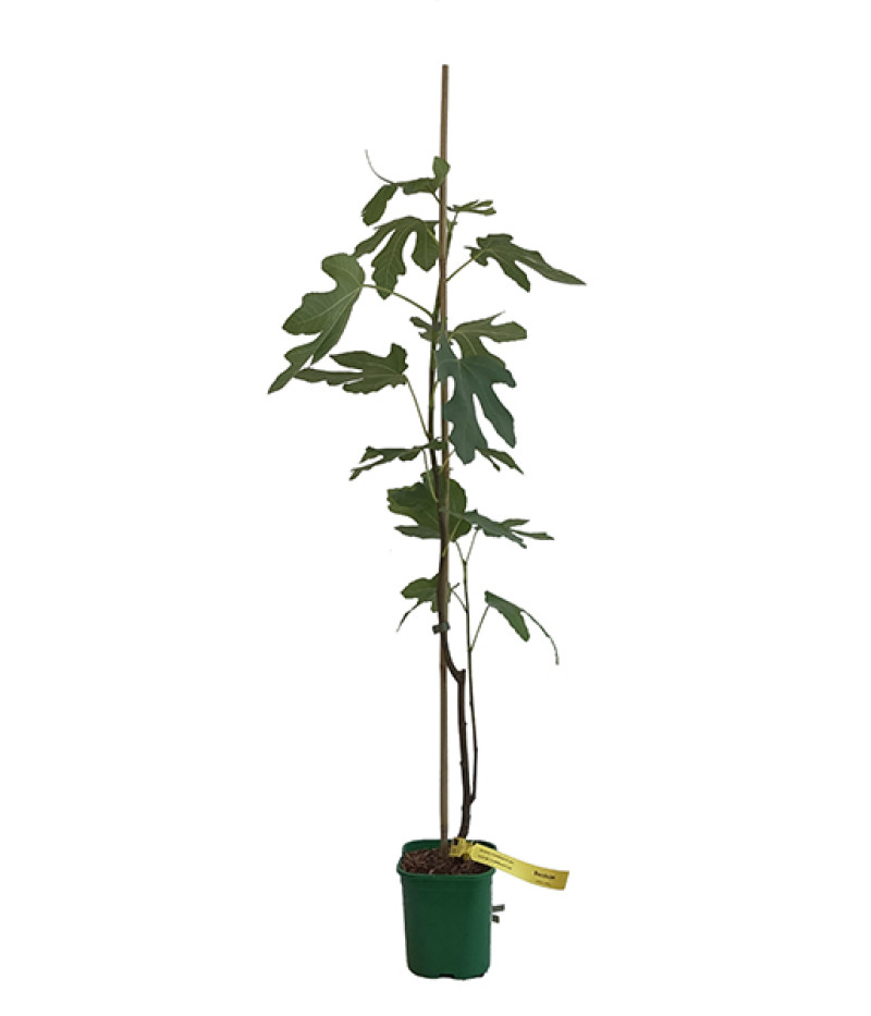 Feigenbaum (Ficus carica) BORNHOLM - Tutifruti SK