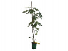 Fig Tree (Ficus carica) BROWN TURKEY - Tutifruti SK Fig Tree (Ficus carica) BROWN TURKEY - Tutifruti SK
