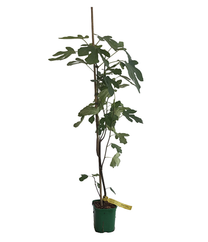 Feigenbaum (Ficus carica) BROWN TURKEY - Tutifruti SK