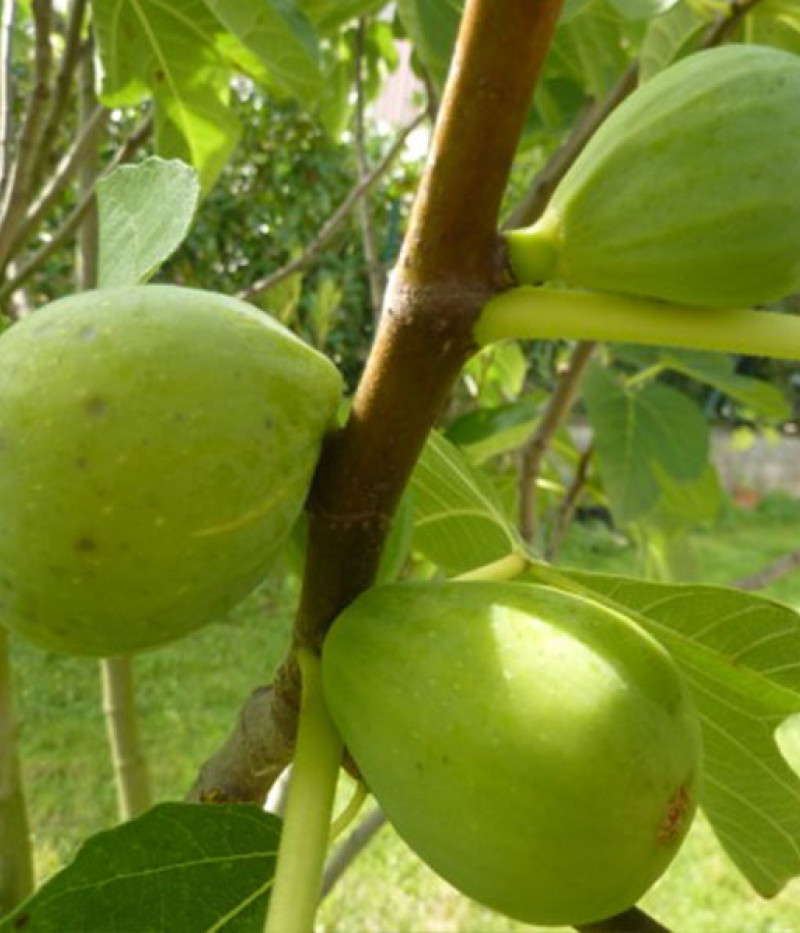 Bio Feigenbaum (Ficus carica) DESERT KING - Tutifruti SK