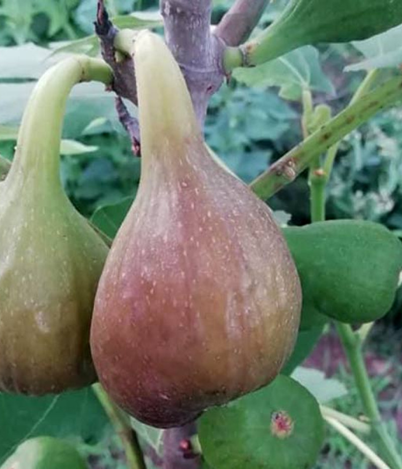 Fig Tree (Ficus carica) FRANCESCA - Tutifruti SK