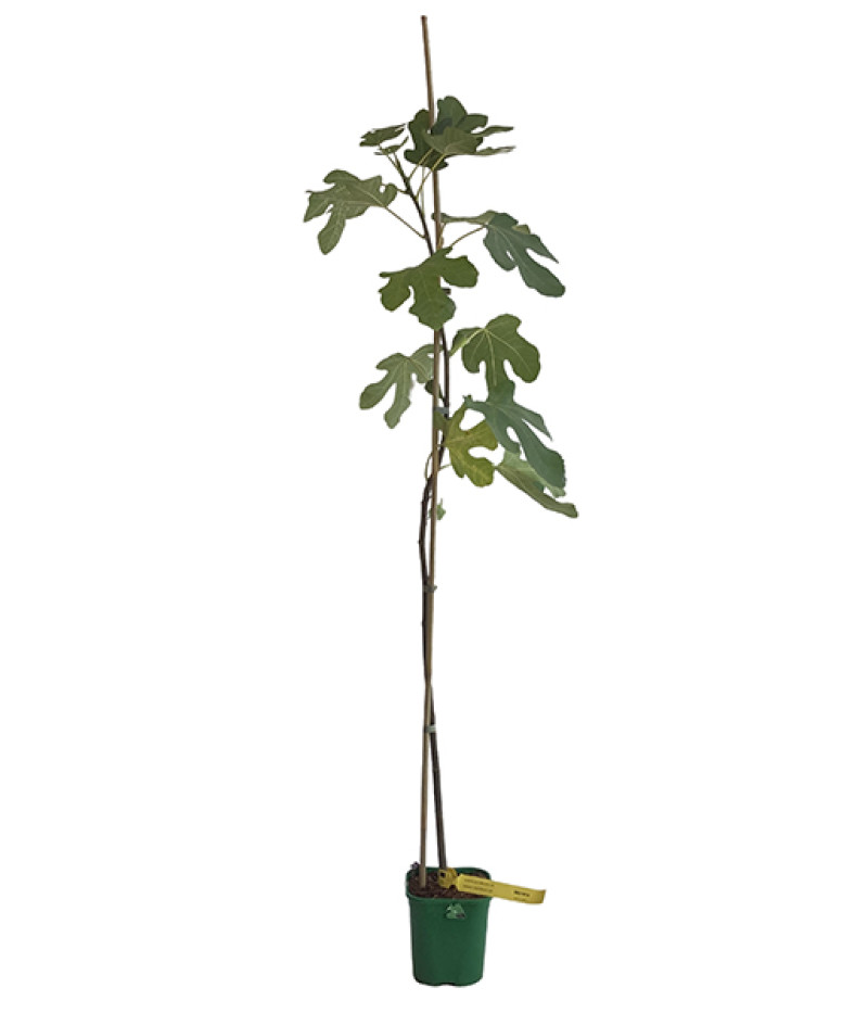 Fig Tree (Ficus carica) MORENA - Tutifruti SK