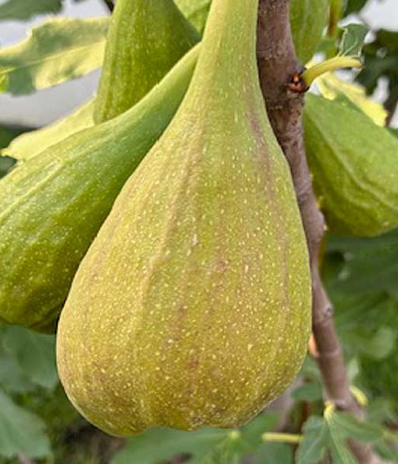 Feigenbaum (Ficus carica) LONGUE D'AOÛT - Tutifruti, s.r.o.