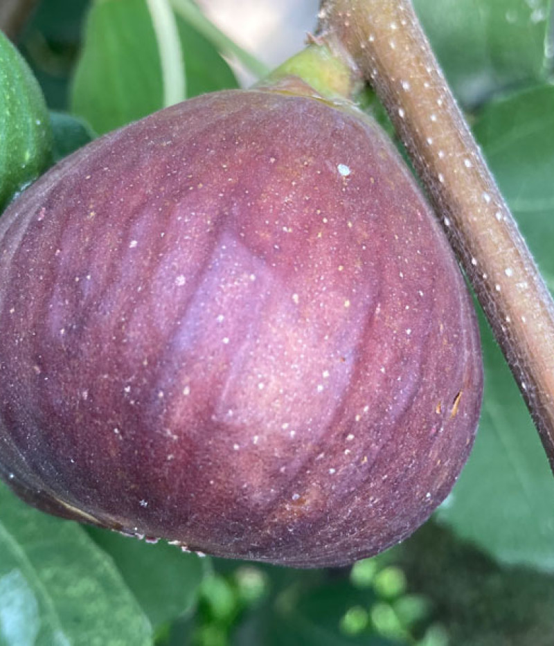 Feigenbaum (Ficus carica) MADELEINE DES DEUX SAISONS - SK Matej Hornák