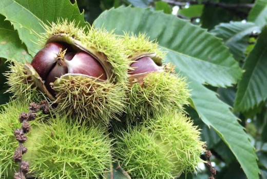 Jedlé gaštany Bouche de Bétizac, Marigoule a ďalšie: Manuál pre modernú záhradu