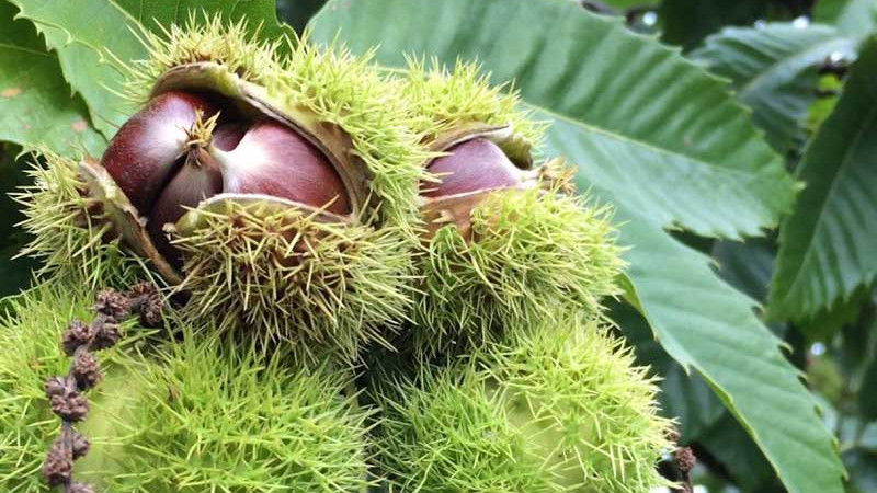 Essbare Kastanien Bouche de Bétizac, Marigoule und andere: Handbuch für den modernen Garten