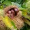 Edelkastanie (Castanea sativa) – Herkunft, Botanik und Ökologie des „Brotbaums"