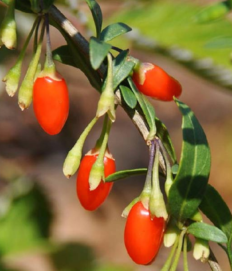 Goji (Lycium barbarum) BIG LIFEBERRY - Tutifruti SK