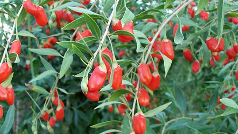 Goji: Die Odyssee eines Superfoods von A bis Z (Teil 3 – Risiken und Zukunft)