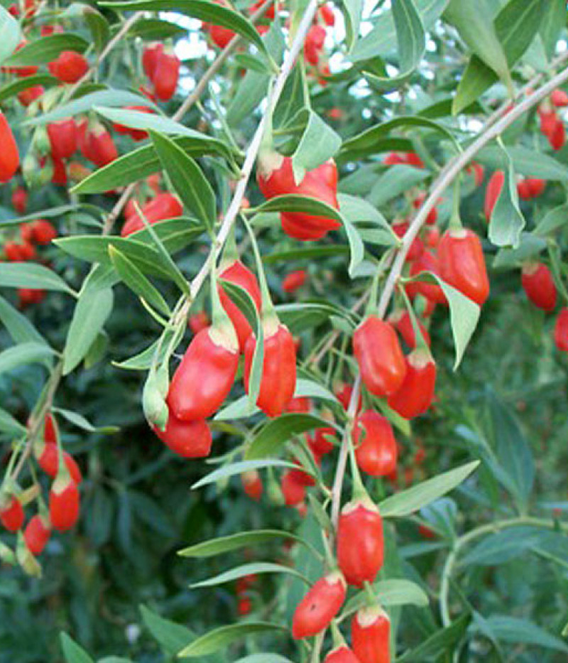 Goji berry (Lycium barbarum) SWEET LIFEBERRY® - Tutifruti SK