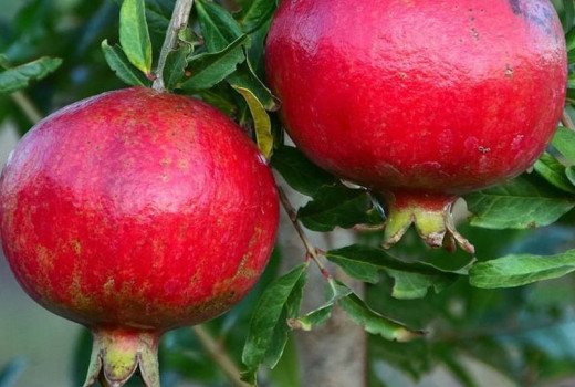 Punica granatum (Granatapfelbaum): Die Frucht der Götter und ihre Vorteile (Teil 1)