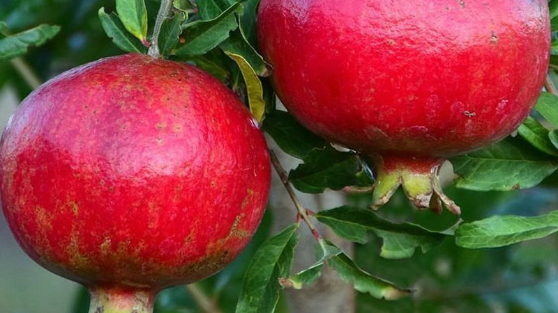 Punica granatum (Granatapfelbaum): Die Frucht der Götter und ihre Vorteile (Teil 1)