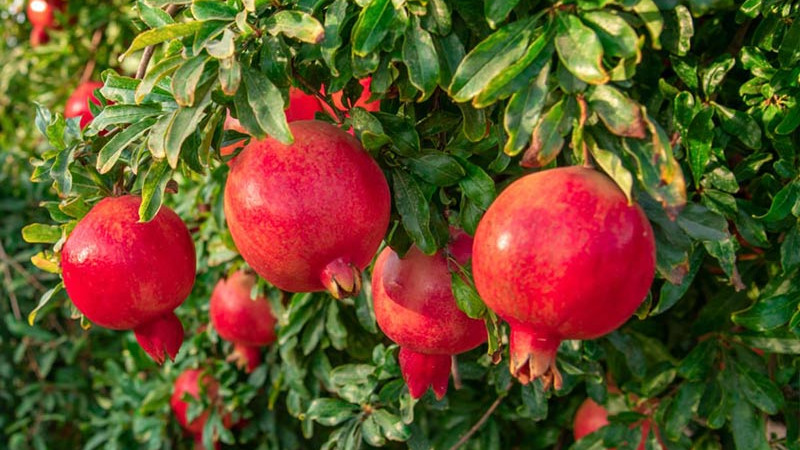 Granatäpfel (Teil 3): Kai-Acik-Anor, Kazake, Mollar de Elche, Nikitskij Černyj