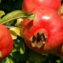 Granátové jablko (Punica granatum) ANGEL RED