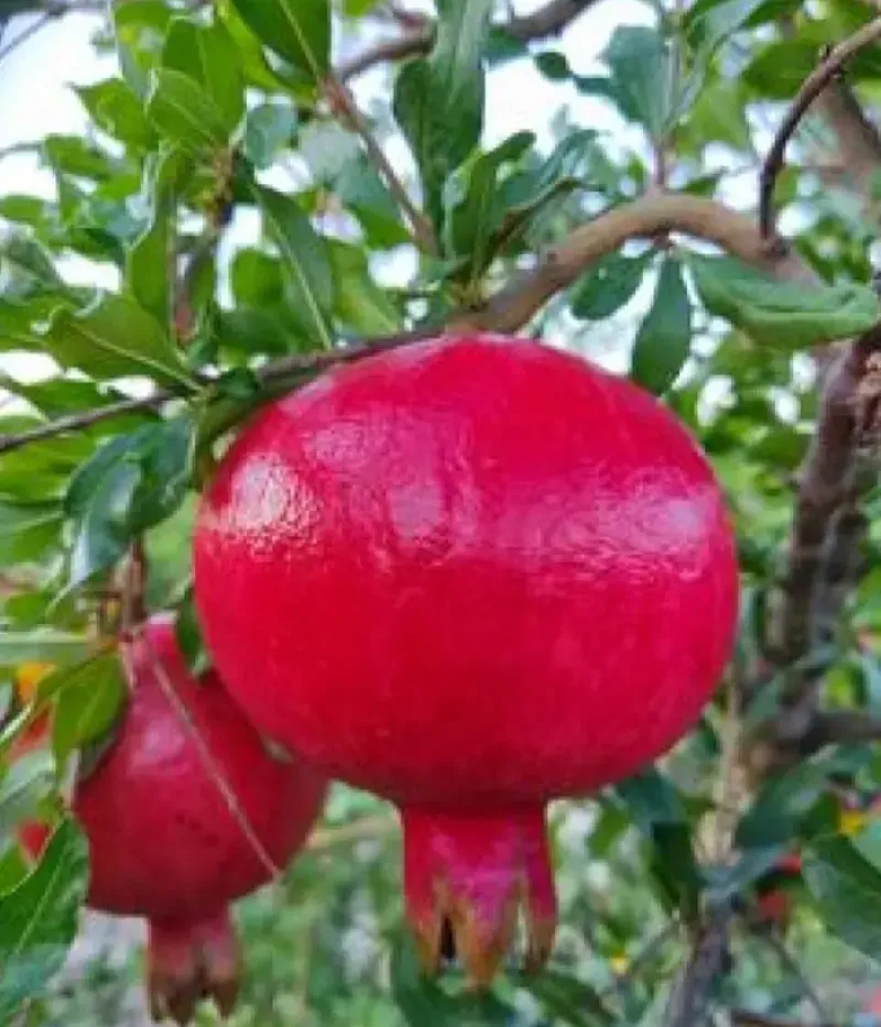 Granatapfel (Punica granatum) ERMIONI - Tutifruti, s.r.o.