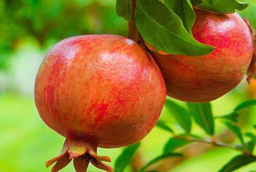 Granátové jablká (4. diel): Nikitskij Rannij, Parfianka, Provence a Russian 26