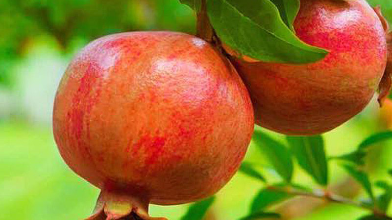 Granatäpfel (Teil 4): Nikitskij Rannij, Parfianka, Provence und Russian 26