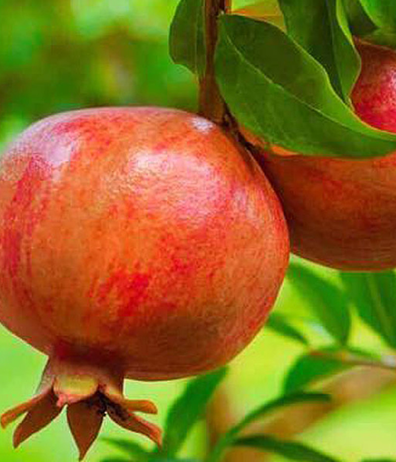 BIO Granatapfel (Punica granatum) MOLLAR - Tutifruti SK