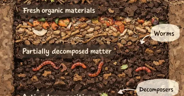 johannisbeeren düngen womit Johannisbeeren Dünger von Flora Boost für kräftige Ernten main image 0