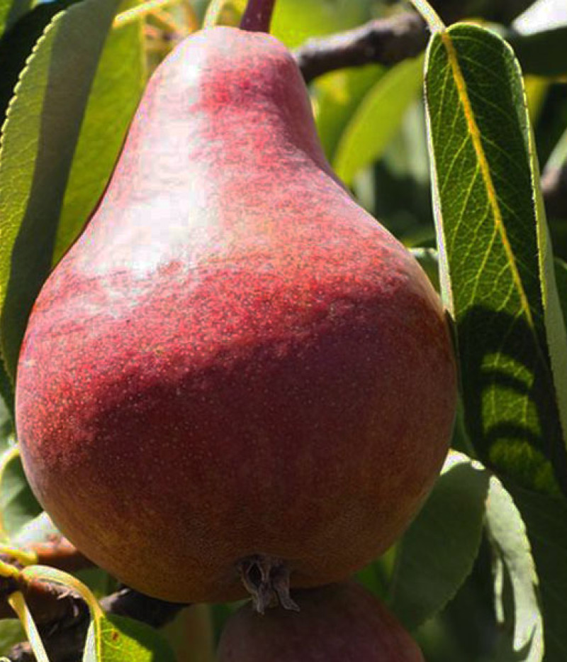 Säulenbirne (Pyrus communis) CAROLA - SK Matej Hornák