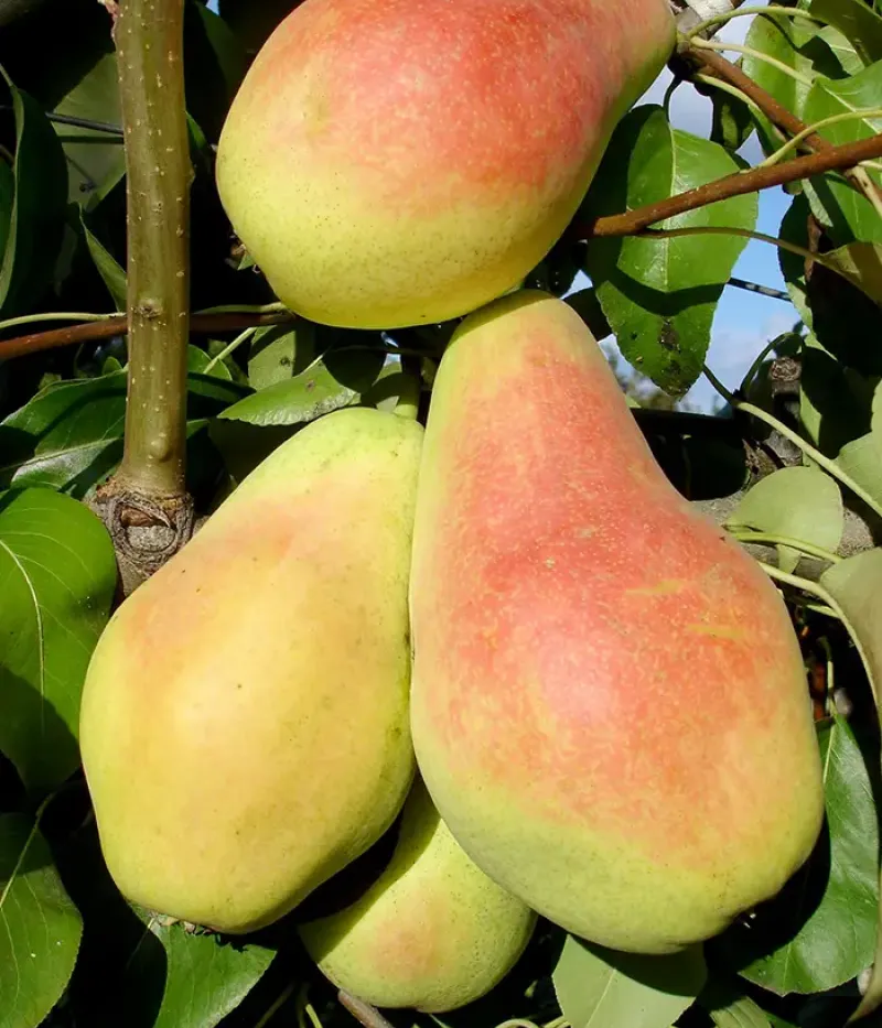 Birnenbaum  (Pyrus communis) MONICA - Tutifruti, s.r.o.