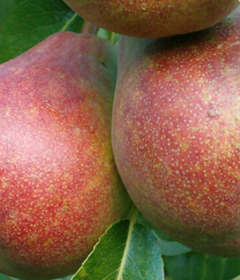 Birnenbaum (Pyrus communis) MRAMORNAJA - Tutifruti, s.r.o. (SK)