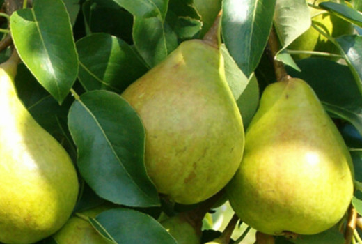 Birnen für anspruchsvolle Bedingungen: 6 nordeuropäische Sorten, die neue Qualitätsmaßstäbe setzen