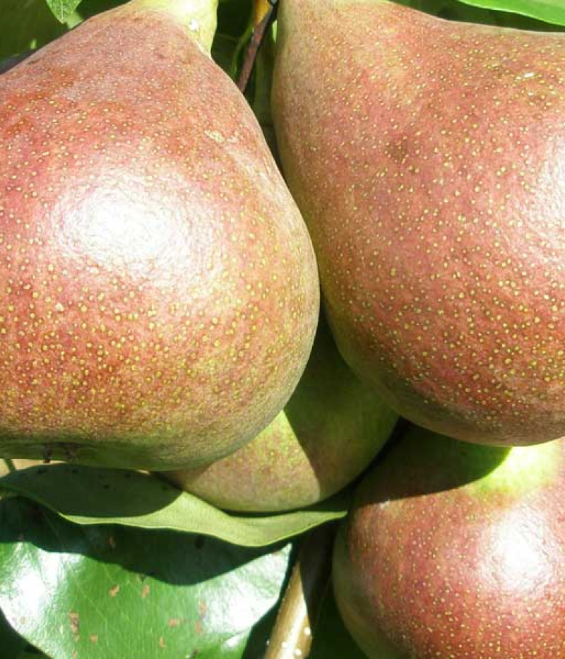 Birnenbaum (Pyrus communis) SUVENĪRS - Tutifruti, s.r.o. (SK)