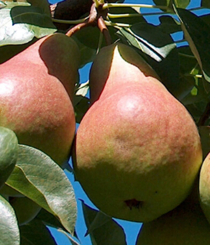 Birnenbaum (Pyrus communis) TAJUŠČAJA - Tutifruti, s.r.o.