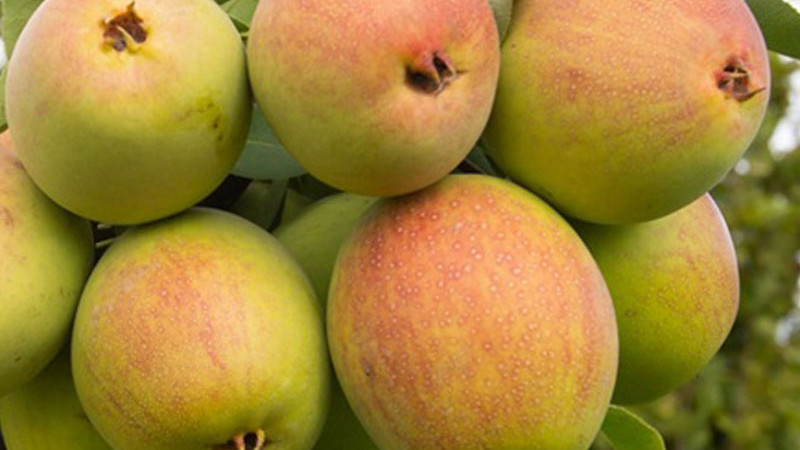 Exotisch und unverwüstlich: Warum die asiatische Birne „Tem-Bo-Li” ein Schatz für moderne Gärten ist