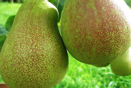 Hrušky na celé ročné obdobia: Analýza letnej 'Vasarinė Sviestinė', jesennej 'Mramornaja' a zimnej 'Beloruskaja Pozdňaja'