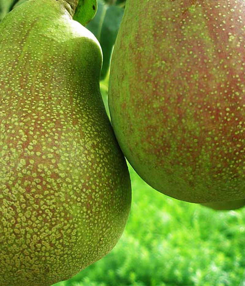 Birnenbaum (Pyrus communis) VASARINĒ SVISTINĒ - Tutifruti, s.r.o. (SK)