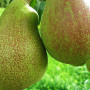 Birnenbaum (Pyrus communis) VASARINĒ SVISTINĒ