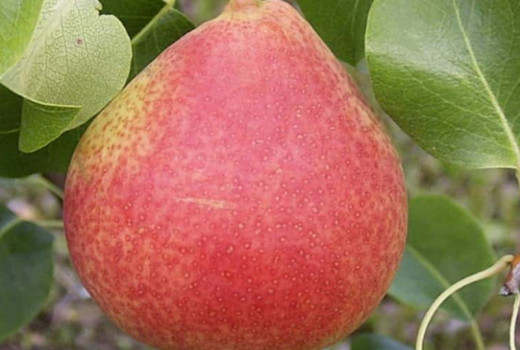 Limitované hrušky s excelentnou odolnosťou: Analýza odrôd 'Vilma', 'Pepi' a 'Suvenīrs'