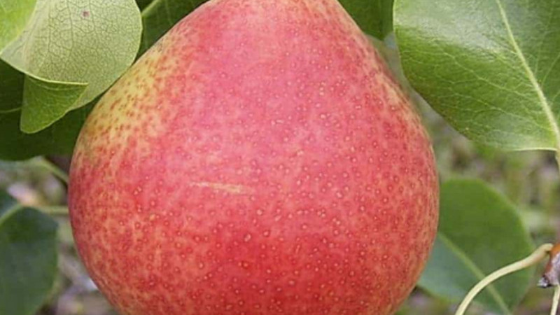 Limitierte Birnen mit ausgezeichneter Widerstandsfähigkeit: Analyse der Sorten „Vilma“, „Pepi“ und „Suvenīrs“