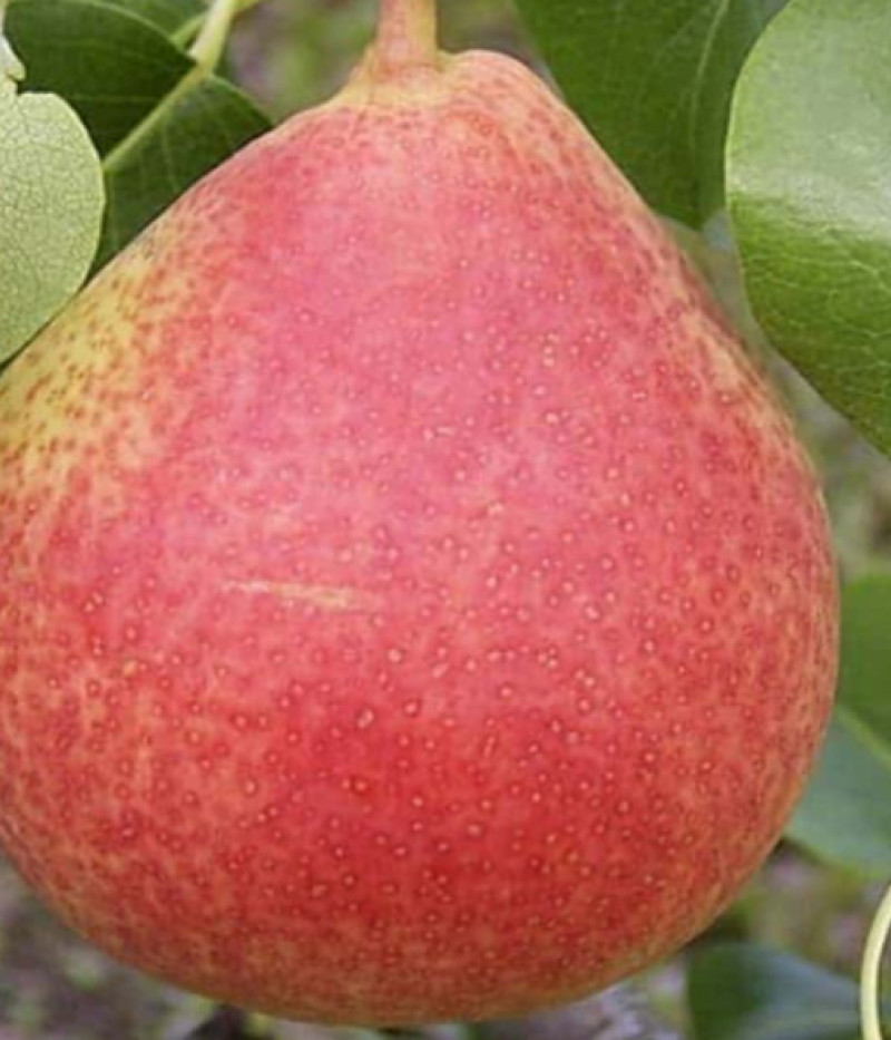 Birnenbaum  (Pyrus communis) VILMA - Tutifruti, s.r.o.