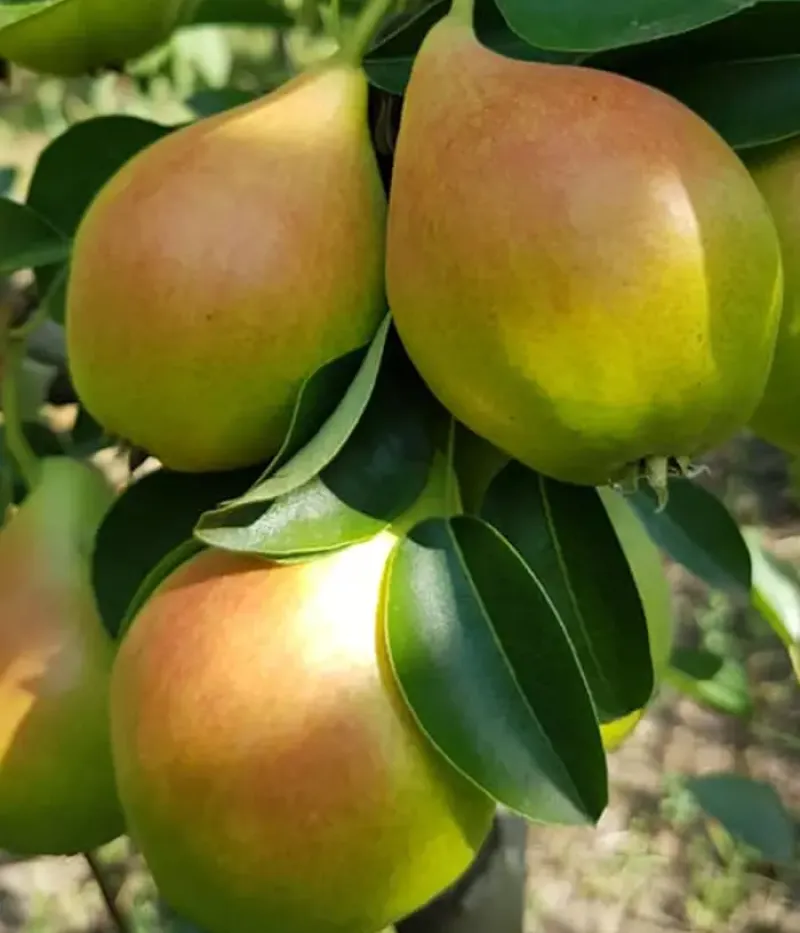 Birnenbaum  (Pyrus communis) ARGESSIS - Tutifruti, s.r.o.