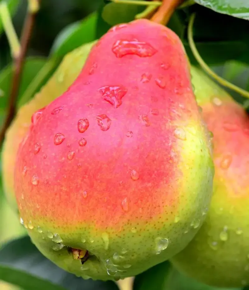 Birnenbaum  (Pyrus communis) CARPICA - Tutifruti, s.r.o.