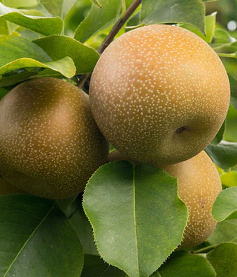 Nashi - Japanische Birnenbaum (Pyrus pyrifolia) CHOJURO - Tutifruti SK